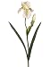 Faux 28 Bearded Iris Spray Cream Green (Pack of 12)