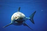 Great White Shark: Uncaged