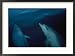 Bottlenose dolphins in a New Zealand fiord Animals Framed Art Poster Print by Annie Griffiths Belt, 29x21