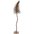 5' Pre-Lit Sparkling Fantasy Brown Artificial Christmas Tree - Clear Lights