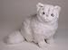   - Chinchilla Persian, Sitting - Lifelike Plush|One Size - 12 inches