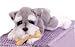   - SCHNAUZER 11