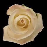 LAST CHANCE FOR V-DAY DELIVERY 25 Long Stem (24 inch) White Fresh Roses for Valentine's Day. ONLY BY SPRING IN THE AIR.