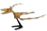 Pteranodon Small Dinosaur Skeleton Kit