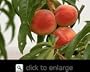 Gala Apple Tree and Elberta Peach Tree--Kid Friendly Snack Combo
