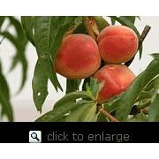 Gala Apple Tree and Elberta Peach Tree--Kid Friendly Snack Combo by 