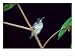 Metallic Starling, Juvenile Hunting, Zoo Animal Animals Photographic Poster Print by Stan Osolinski, 16x12
