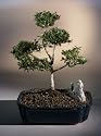 Bonsai Boy's Flowering Brush Cherry "POM-POM" Style Bonsai Tree<br><i>(Eugenia Myrtifolia)</i>