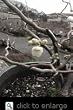 Contorted Flowering Quince Plant Five Gallon