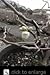 Contorted Flowering Quince Plant Five Gallon