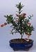 2CHIXGIFTS DWARF POMEGRANATE BONSAI TREE