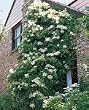 Premium Quality Climbing Hydrangea Five Gallon Shipped Potted in Soil