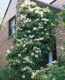 Premium Quality Climbing Hydrangea Five Gallon Shipped Potted in Soil