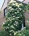 Premium Quality Climbing Hydrangea Five Gallon Shipped Potted in Soil