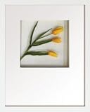 �s�t�����[�t���[���tHana concept frame Tulip/yellow�i�`���[���b�v/�C�G���[�j