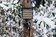 Droll Yankees Suet Feeder with Pole Clamp