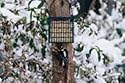 Droll Yankees Suet Feeder with Pole Clamp