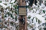 Droll Yankees Suet Feeder with Pole Clamp
