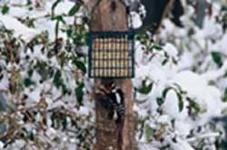 Droll Yankees Suet Feeder with Pole Clamp