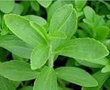 Stevia rebaudiana - Stevia rebaudiana 50K