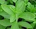 Stevia rebaudiana - Stevia rebaudiana 50K