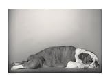 Lulu Animals Art Poster Print by Deborah Samuel, 16x12