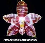 Phalaenopsis amboinensis 1297S