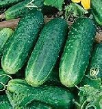 Boston Pickling Cucumber 60 Seeds 31MbDn6kMBL. SL160 Boston Pickling Cucumber 60 Seeds