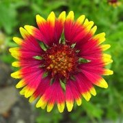 Gaillardia pulchella (Indian Blanket) - Bulk Wildflower Seeds by Blankets & Throws