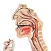 Organs of Speech wall chart 84x118 cm