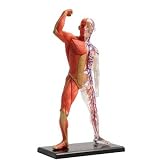 3-D Muscle and Skeleton Puzzle