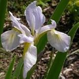 Southern Blue Flag Iris (Iris virginica shrevei) - Jumbo Wildflower Seed Packet