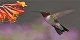 Hummingbird License Plates Plate Tag Tags auto vehicle car front
