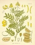 Senna Leaves Capsules