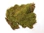 SHEET MOSS - BULK