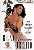 Black Orchid