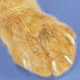 Soft Claws for Kittens Natural Color And Laser Cat Toy