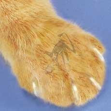 Soft Claws for Kittens Natural Color And Laser Cat Toy