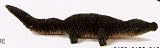 Brushkins by Nature's Accents Alligator, Baby, 6 in.