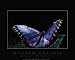 Blue Morpho Art Print Poster By Twisted-Gene, 32  x 24 