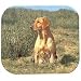 Yellow Labrador Retriever Full Body Mouse Pad