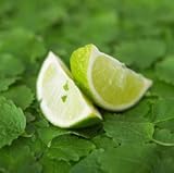 Lemon Mint Medium Pillar