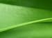 Plant Leaf - 24
