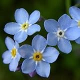 Forget-Me-Not (Myosotis sylvatica) - Jumbo Wildflower Seed Packet