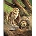 Plush Burrowing Owl Puppet