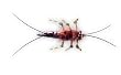 Lex's Sexy Stone - Salmon ::: Stonefly Nymph ::: Fly Fishing Flies