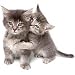 Kittens and Flowers - Peel and Stick - 27 Wall Stickers Decals