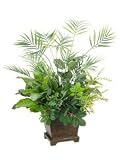 19 Inch Palm / Fittonia / Fern in Designer Pot