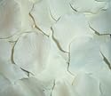 1000 Silk Rose Petals Wedding Favors - Solid Colors - Ivory