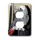 Birds - African Grey Parrot - Light Switch Covers - 2 plug outlet cover